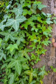 Ivy (Hedera helix) with green foliage on a tree in portrait orientation