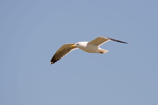 Gull Flying with Wings Spread with a clear blue sky.