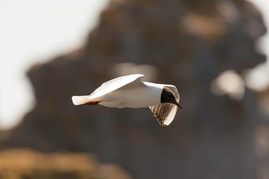 Black-headed gull Flying with wings spread.