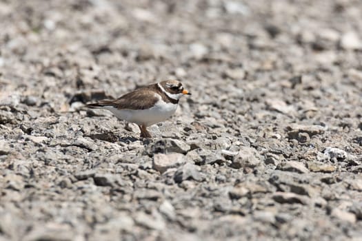 Adult Common Ringed Plover close up standing on rocks.