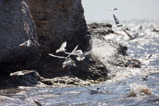 Black-headed gulls Flying over Water by cliffs.