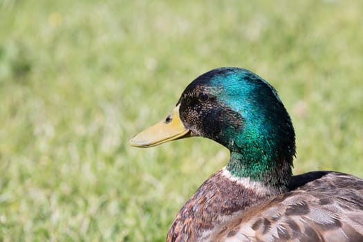 Male Mallard Close Up with green grass in the background.
