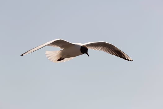 Black-headed gull Flying with wings spread.