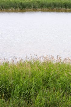 Green Grass by Pond with water.
