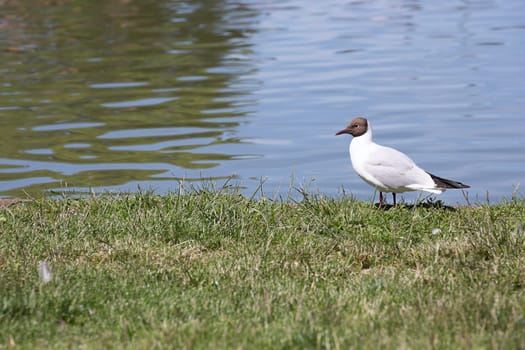 Black-headed gull in Grass by Water.