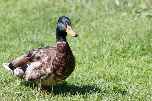 Male Mallard Close Up with green grass in the background.