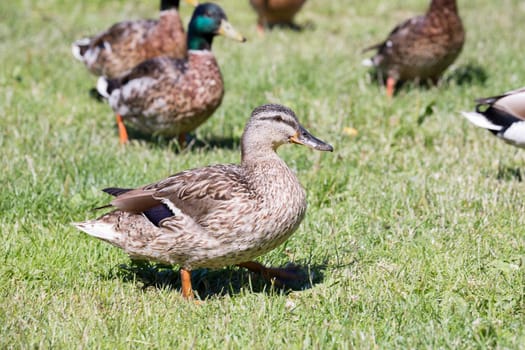 Female Mallard Close Up with green grass in the background.