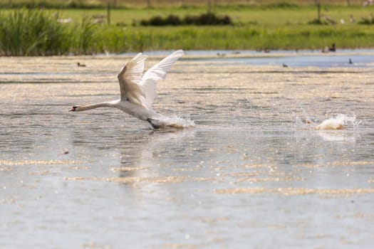 Mute Swan Taking Off in Water with grass in the background.