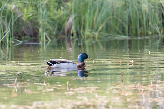 Male Mallard in Water with grass in the background.