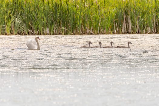 Mute Swans in Water with grass in the background.