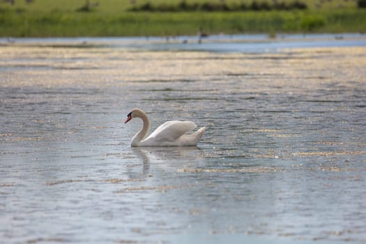 Mute Swan in Water with grass in the background.