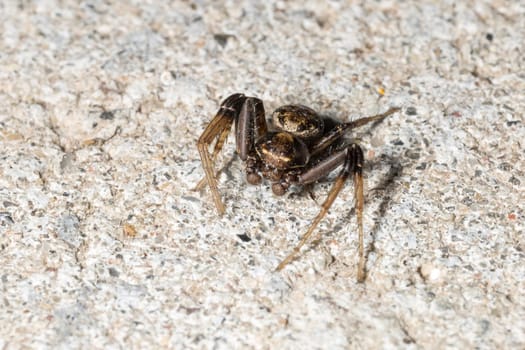 Small Spider Close Up on stone floor.
