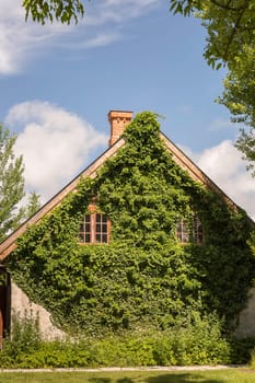 Building Facade Covered in Vines with a partly blue sky.
