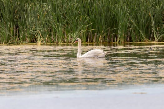 Mute Swan in Water with grass in the background.