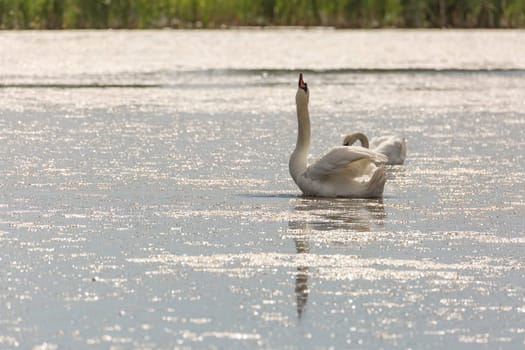 Mute Swan in Water Eating with grass in the background.