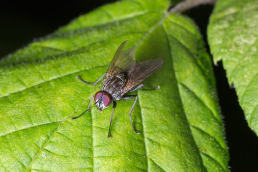 Fly on Green Leaf Close Up macro.