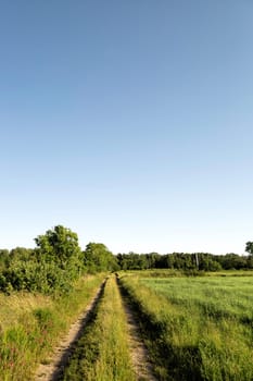 Rural Road in Field with a clear blue sky.