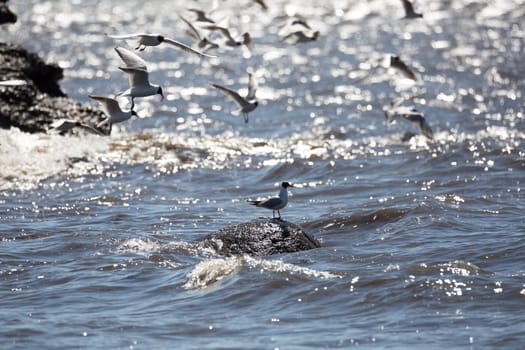 Black-headed gulls Flying over Water by cliffs.