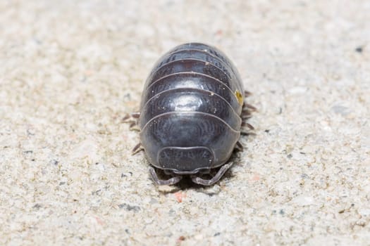 Pill Bug Extremely Close Up on stone floor.