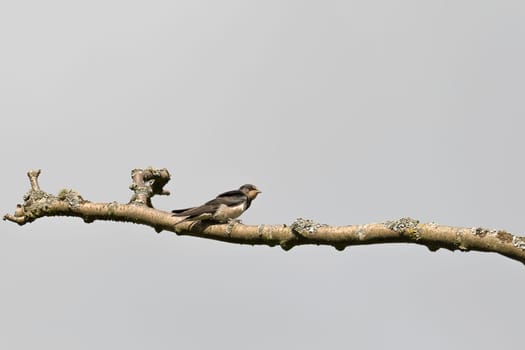 Juvenile Barn Swallow sitting on branch.