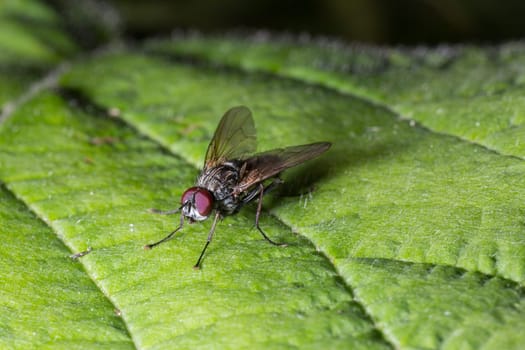 Fly on Green Leaf Close Up macro.