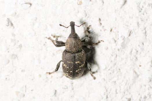 Large Pine Weevil Close Up on stone floor.