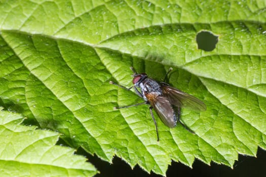 Fly on Green Leaf Close Up macro.