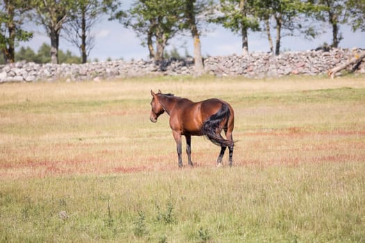 Horse in Green Field with stone wall in the background.