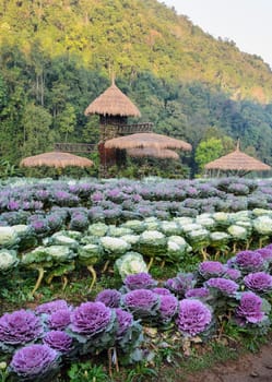 Beautiful purple and white ornamental cabbage and flowering kale garden scenery