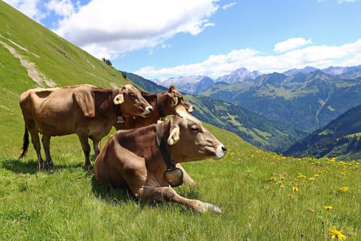 Braunvieh enjoys the summer in the mountains of Austria