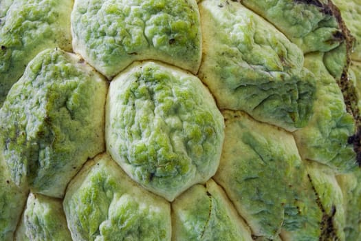 sugar apple fruit tropical round healthy green color