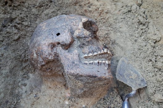Archaeological excavation with skeletons, skulls and spartels to dig with