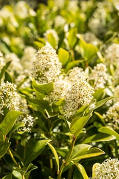 Bush flowers with small white flowers standing in the spring. The bush is a rhododendron or azalea