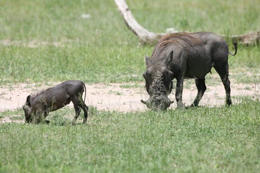 wild warthog pig dangerous mammal africa savannah Kenya
