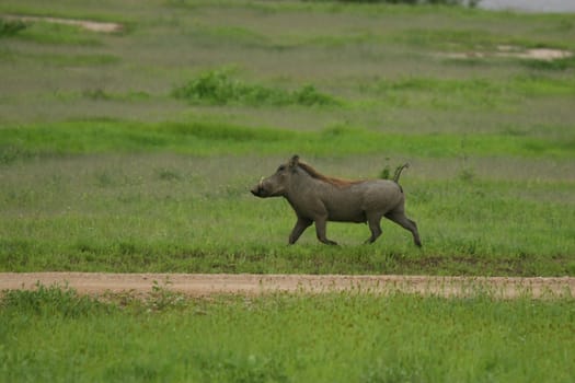 wild warthog pig dangerous mammal africa savannah Kenya