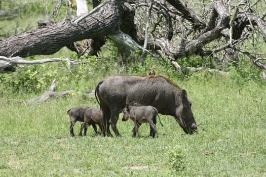 wild warthog pig dangerous mammal africa savannah Kenya