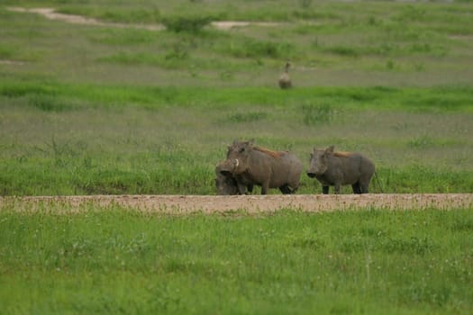 wild warthog pig dangerous mammal africa savannah Kenya