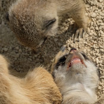 Meerkat child shows teeth of the mother in square format