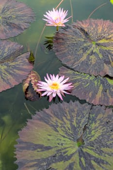 Pink flower rich rose with leaves on the water in portrait format