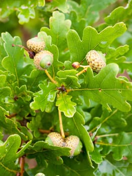 close of growing acorns on oak tree in the summer  Essex  UK