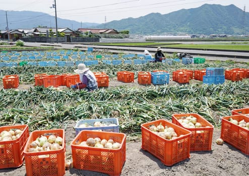 Fresh harvested onion bulbs in a plastic crate on the field