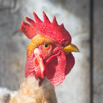 Portrait about a rooster on gray background.