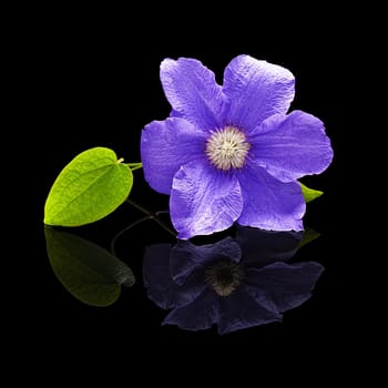 Flower clematis plants purple with a green leaf on a black background with a real reflection isolated
