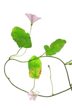 Field winds (Convolvulus arvensis) - flowering plant exposed against a white background