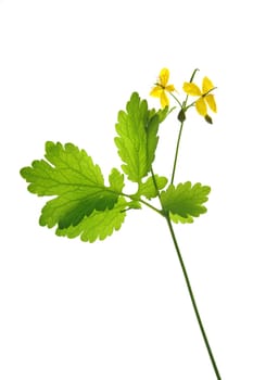 Celandine (Chelidonium majus) flowering plant isolated against a white background