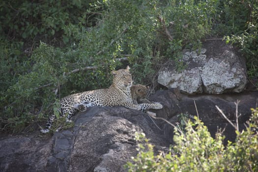 Leopard Kenya Africa savannah wild animal cat mammal