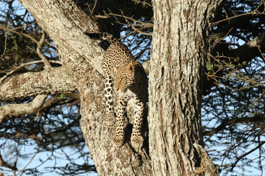 Leopard Kenya Africa savannah wild animal cat mammal