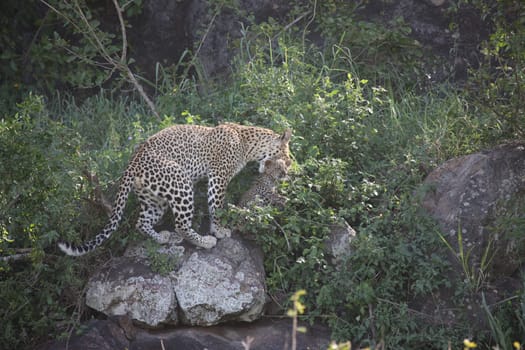 Leopard Kenya Africa savannah wild animal cat mammal