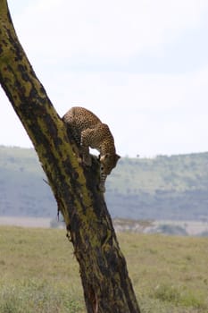 Leopard Kenya Africa savannah wild animal cat mammal