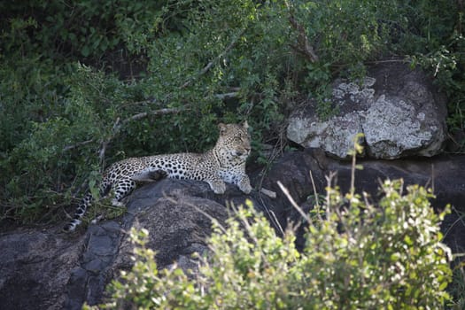Leopard Kenya Africa savannah wild animal cat mammal